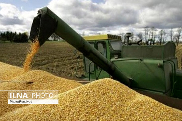 خرید ۸ میلیون تُن گندم به ارزش ۱۲۰ هزار میلیارد تومان