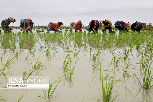 مجوز واردات برنج فقط در صورت کمبود، صادر خواهد شد